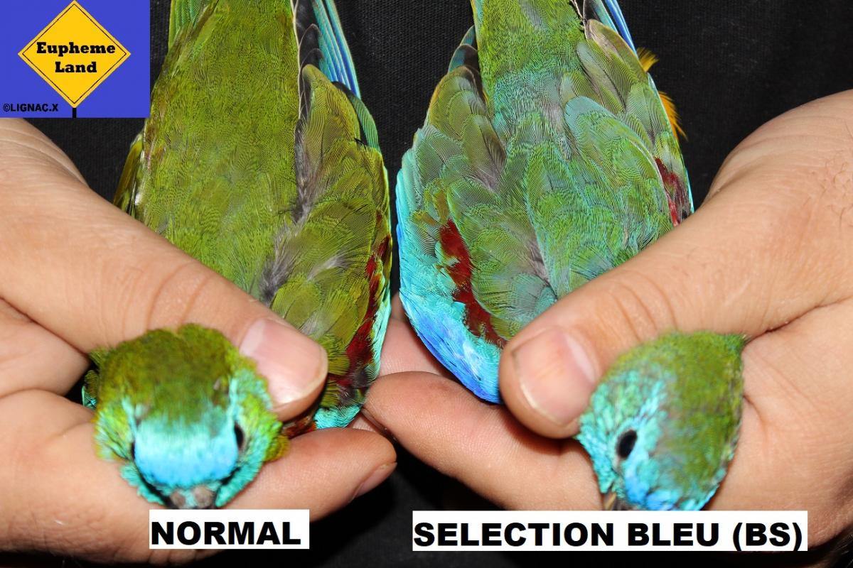 Comparaison normal selection bleu 2