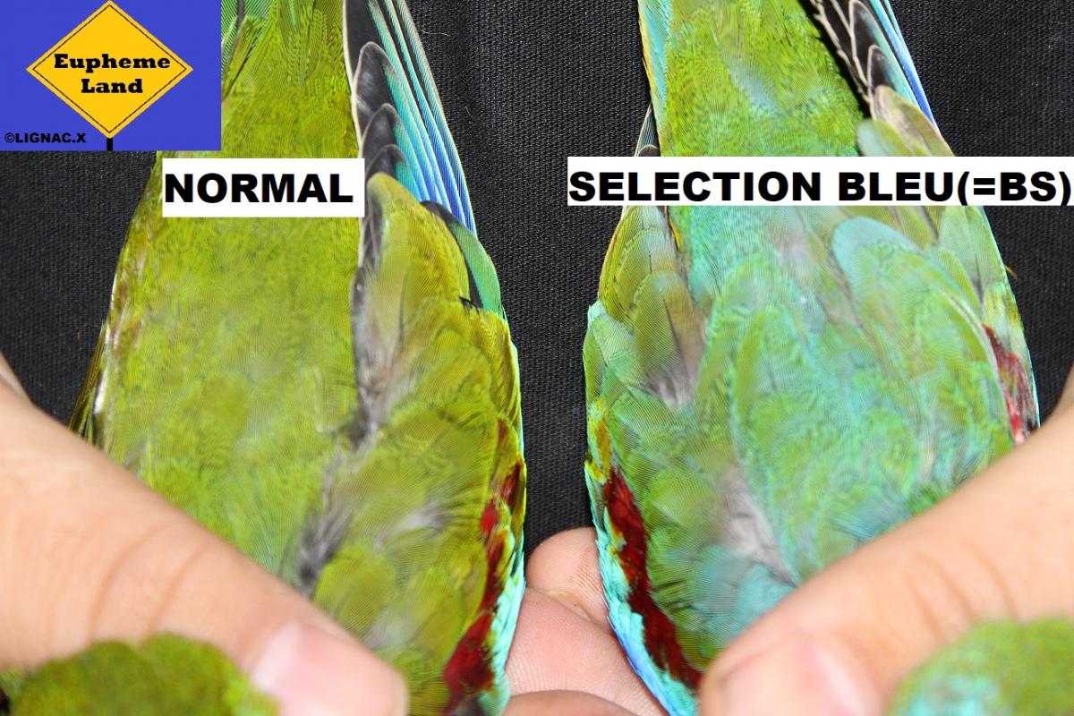 Comparaison normal selection bleu 3
