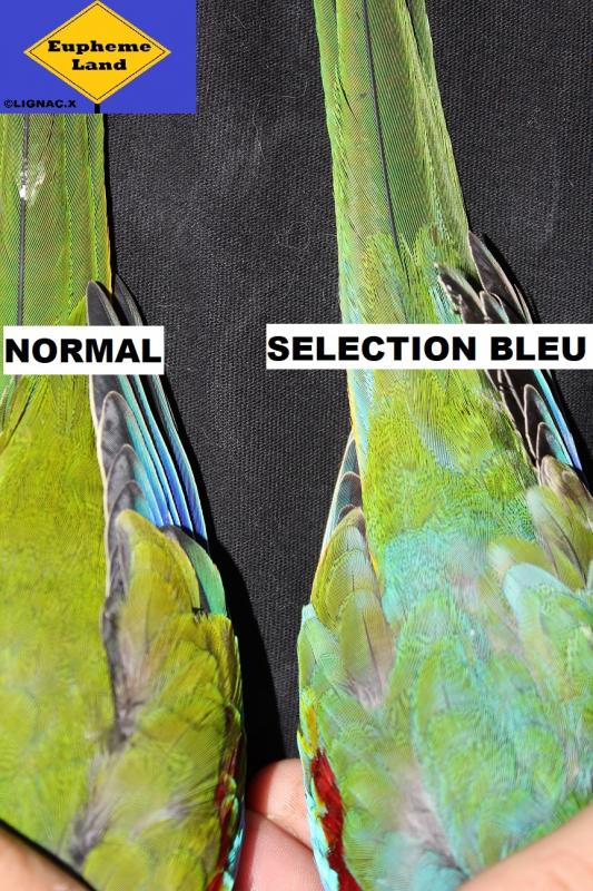 Comparaison normal selection bleu 4