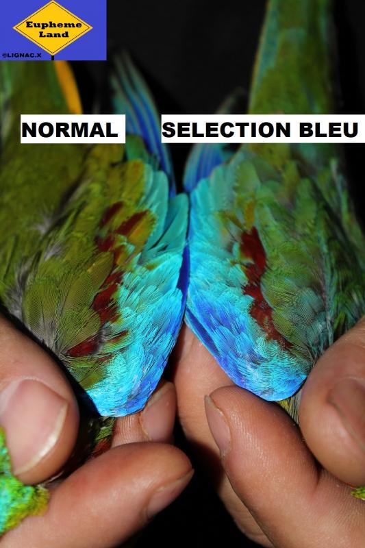 Comparaison normal selection bleu 6