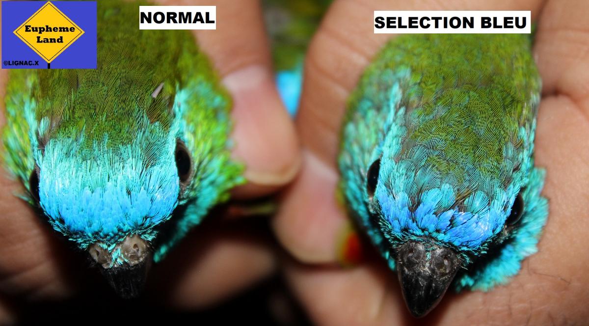 Comparaison normal selection bleu 7