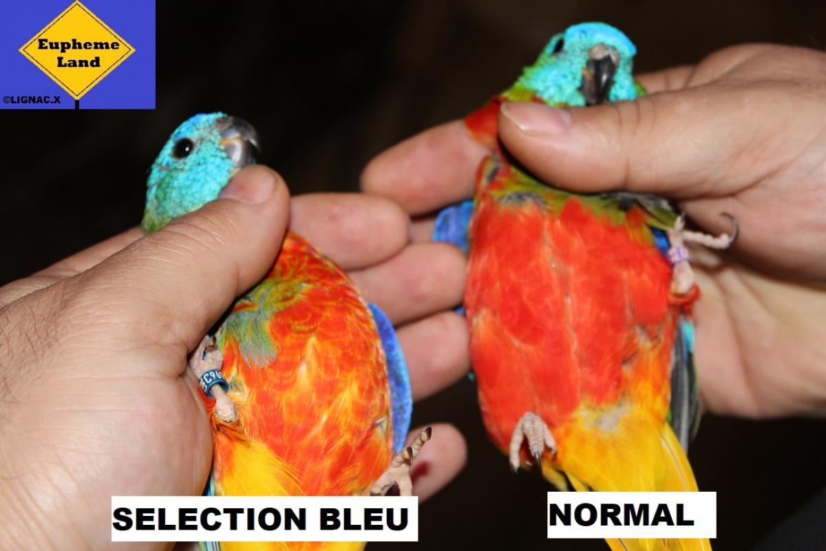 Comparaison normal selection bleu 8