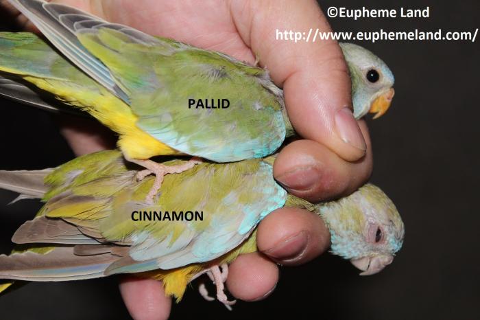 Comparaison pallid cinnamon