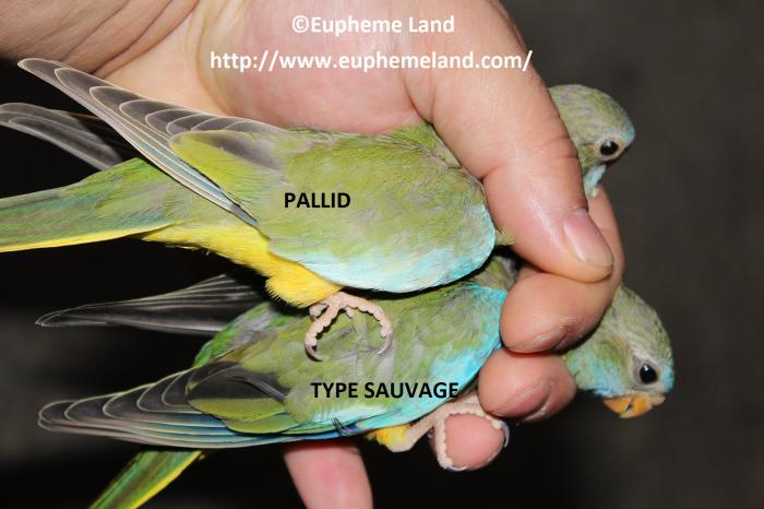 Comparaison pallid sauvage