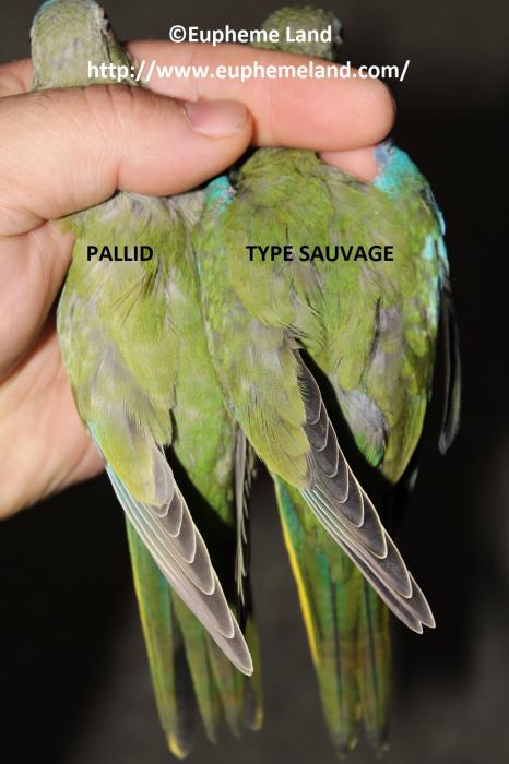 Comparaison pallid sauvage