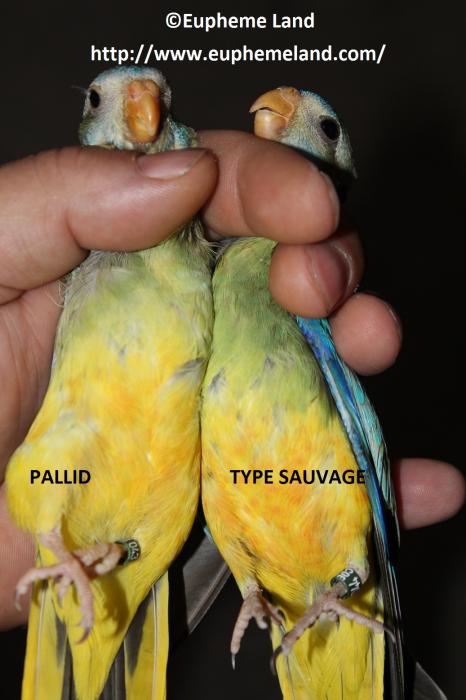 Comparaison pallid sauvage