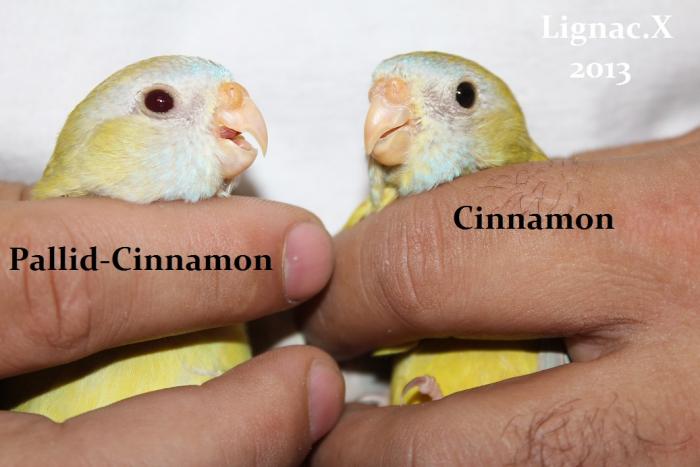 comparaison-spl-cinnamon-spl-pallid-cinnamon-4.jpg