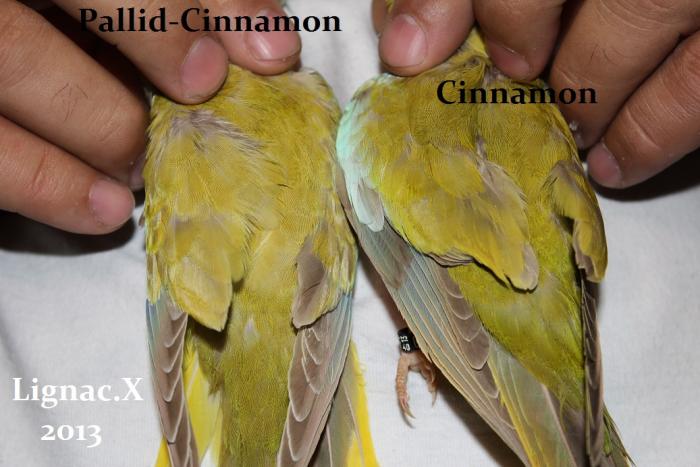 comparaison-spl-cinnamon-spl-pallid-cinnamon-7.jpg