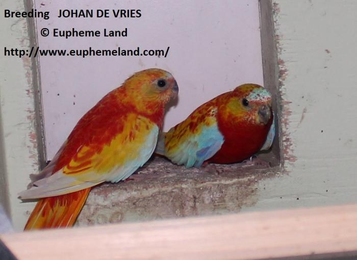 Breeding of Johan De Vries