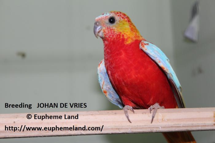 Breeding of Johan De Vries