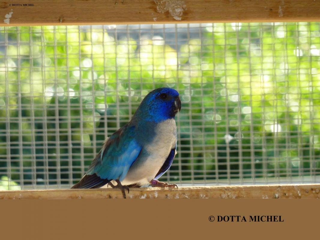 Dotta michel