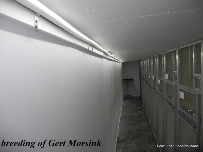 breeding of Gert Morsink