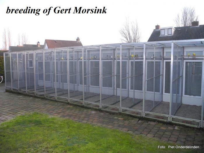 breeding of Gert Morsink