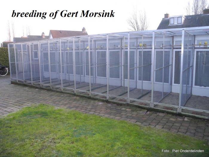 breeding of Gert Morsink