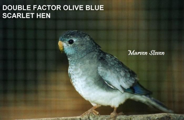 femelle-double-factor-olive-bleu.jpg