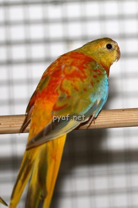 femelle-opaline-cinnamon-pvr.jpg