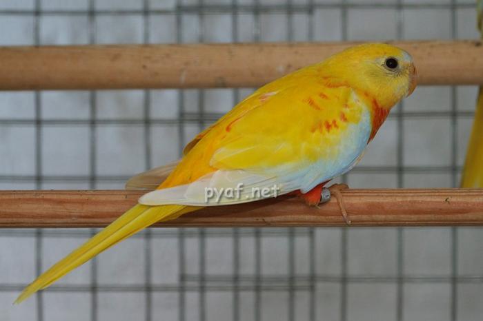 femelle-opaline-dilue-cinnamon-pvr.jpg