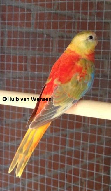 Huib van wensen