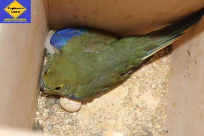 blue wing (=venuste) in box