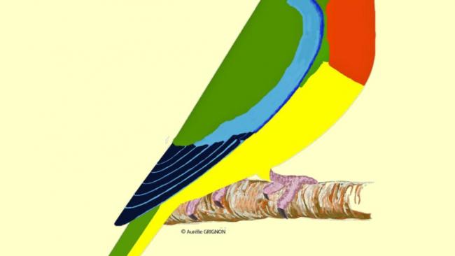 SPLENDIDE neophema splendida