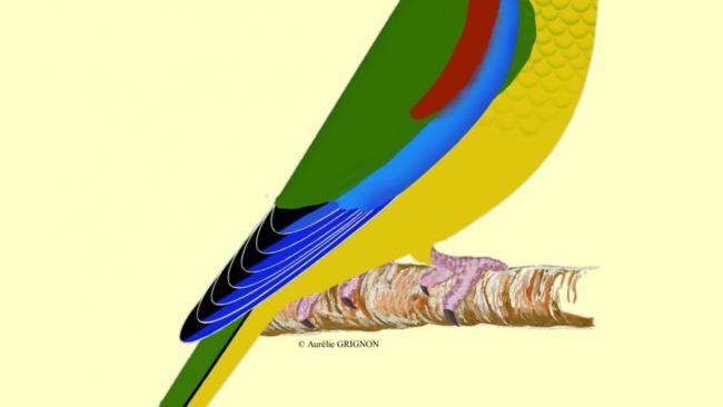 TURQUOISINES neophema puchella