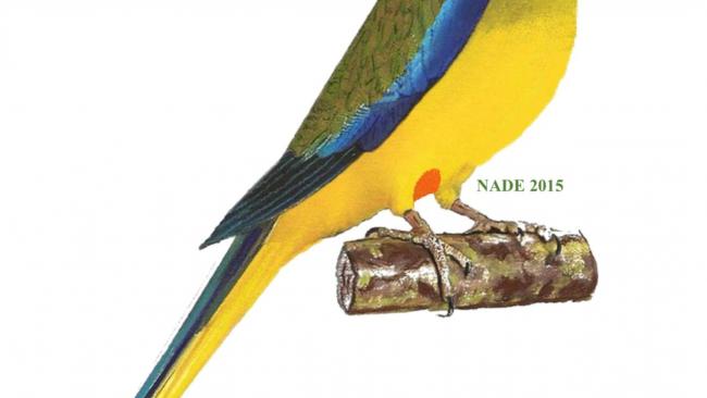 ELEGANTE neophena elegans