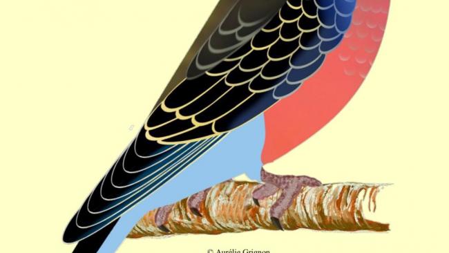 BOURKE neopsephotus bourkii