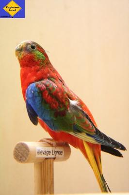 D opaline mâle