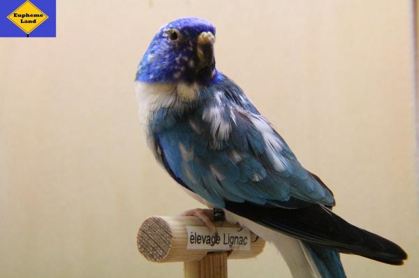 splendide mâle bleu mottle