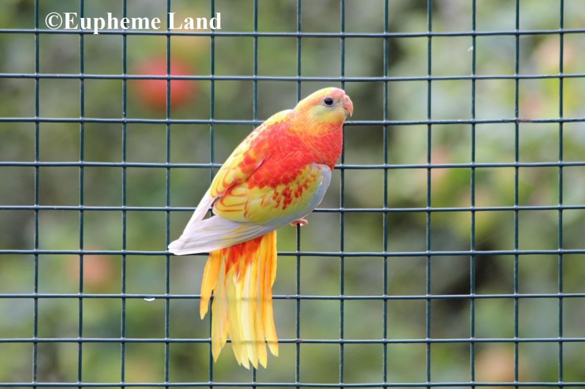 turquoisine opaline dilué poitrine ventre et dos rouge