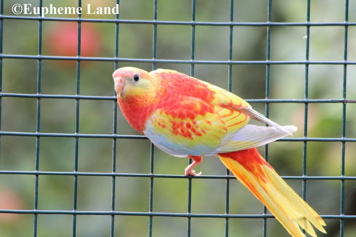 turquoisine opaline dilué poitrine ventre et dos rouge