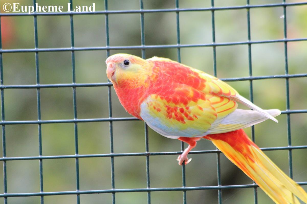 turquoisine opaline dilué poitrine ventre et dos rouge