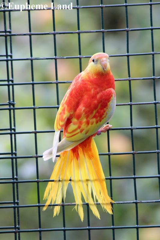 turquoisine opaline dilué poitrine ventre et dos rouge