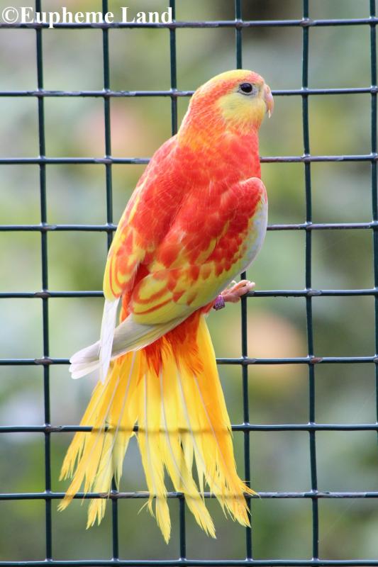 turquoisine opaline dilué poitrine ventre et dos rouge