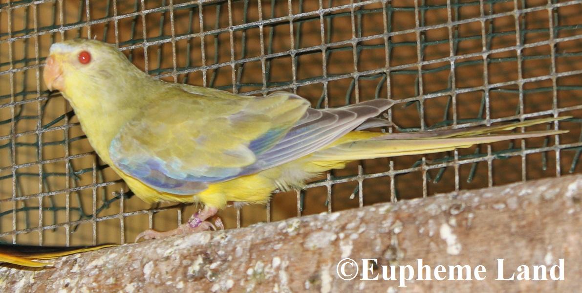 élégante bronze fallow