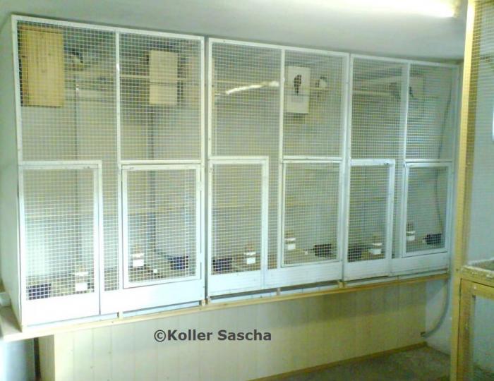 Koller sascha breeding