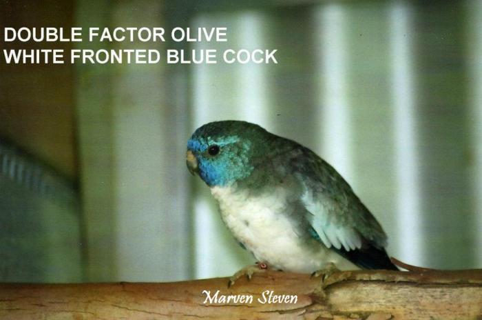 male-double-factor-olive-bleu.jpg