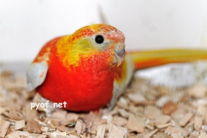 male-opaline-dilue-gris-vert2.jpg