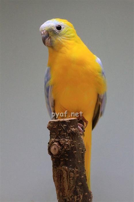 male-opaline-dilue-pvj.jpg