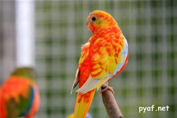 male-opaline-dilue-pvr.jpg