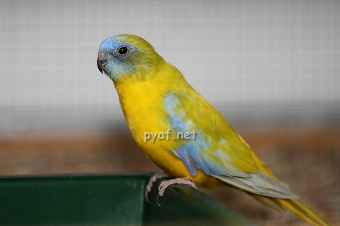 male-opaline-dilue-sf.jpg