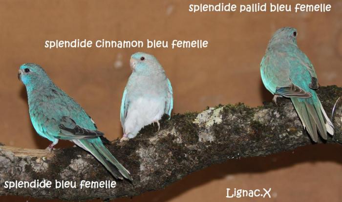 spl-bleu-cinn-bleu-pallid-bleu.jpg