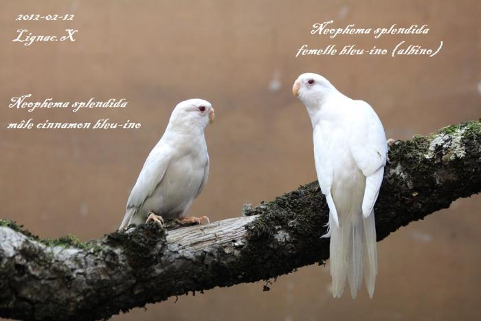 spl-cinn-bleu-ino-male-albino-femelle.jpg