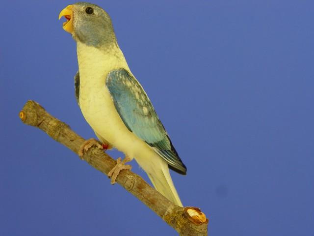 spl-femelle-opaline-turquoise.jpg