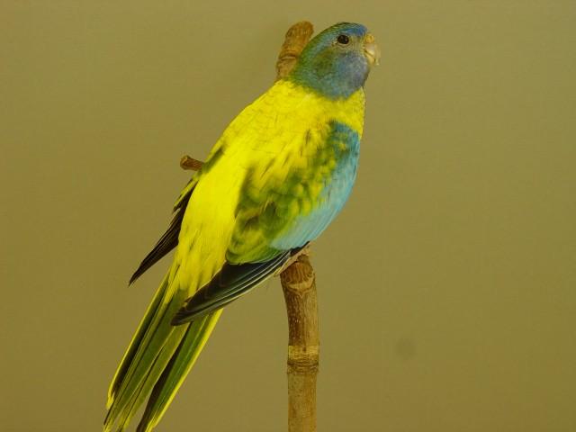 spl-femelle-opaline.jpg