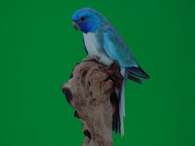 spl-male-pallid-bleu.jpg