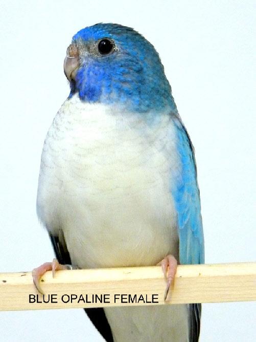 spl-opaline-bleu-femelle-1.jpg
