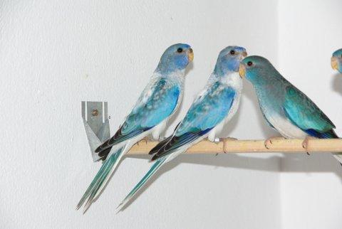 spl-opaline-bleu-femelle-2.jpg