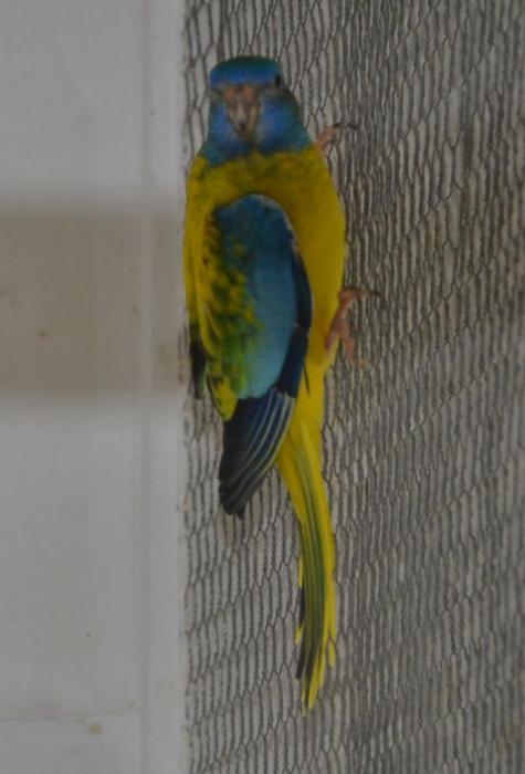 spl-opaline-femelle.jpg