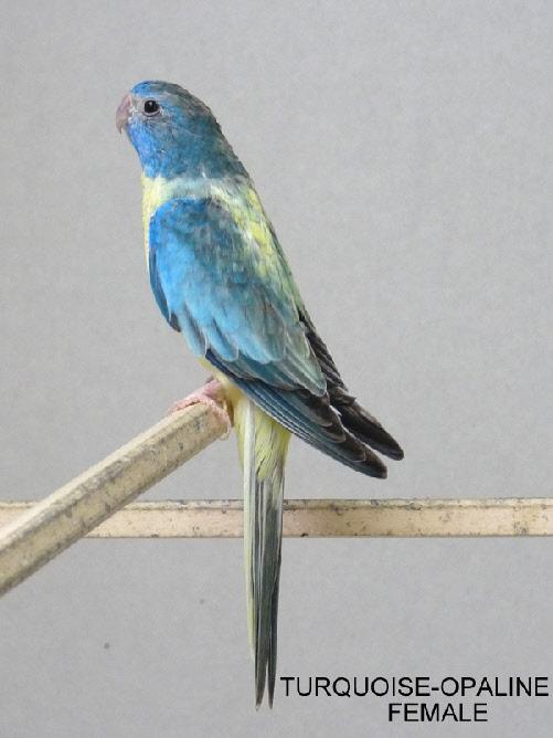 spl-opaline-turquoise-femelle-2.jpg